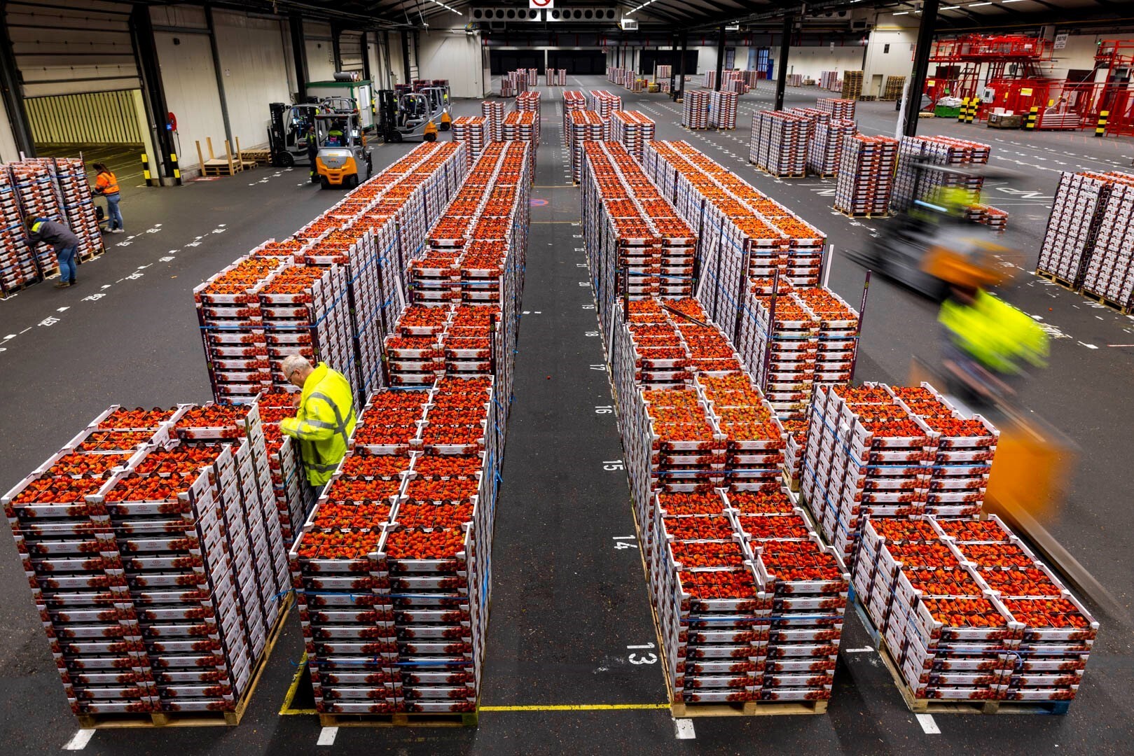 Foto aardbeiloods_Hoogstraten