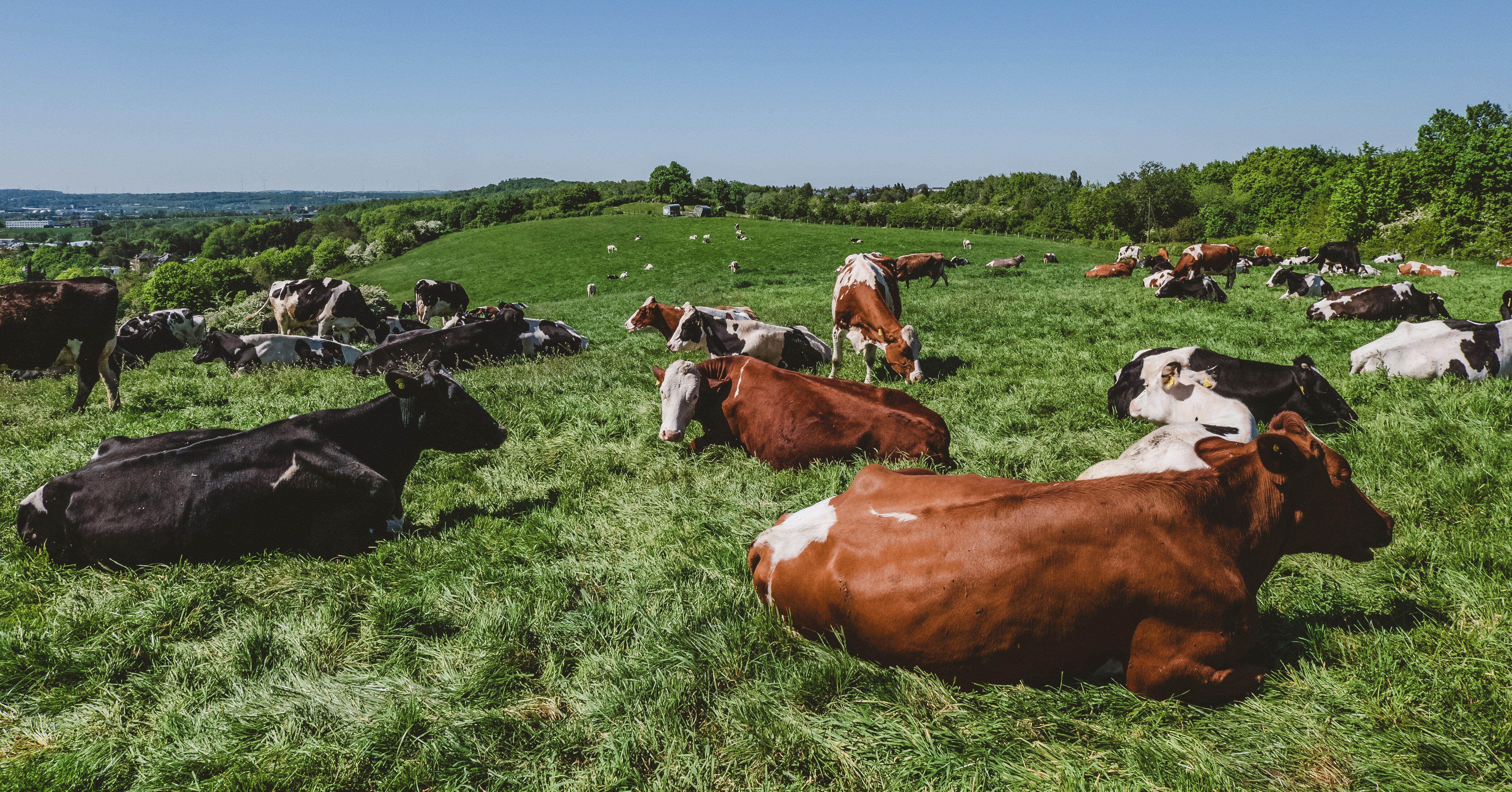 herd-cows-grazing-pasture-daytime