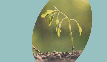 Omgaan met klimaatrisico's: inzichten uit praktijkvoorbeelden